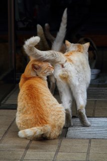 “たまたま”の究極の親愛アピ「オシアナどうぞ♡」にタジタジ