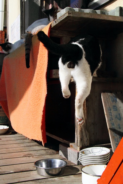 （写真:芳澤ルミ子）