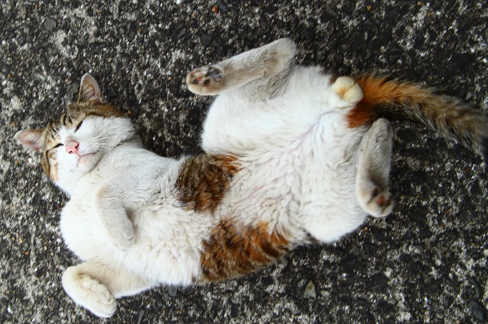 （写真:芳澤ルミ子）