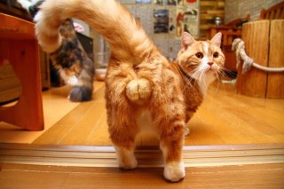 恋に一途からの子孫繁栄？ 猫カフェのもふもふ“たまたま”♡