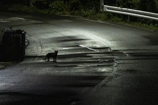 夜道の一人歩きでちょっとした出会い 2023.1.27（金）