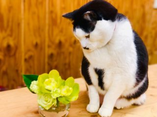 “最強”幸運カラー「緑色」を最も効果的に取り入れる方法は？