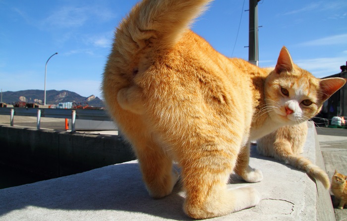 （写真:芳澤ルミ子）