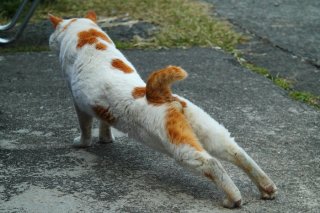 孤高の“たまたま”にロックオン！立派なにゃんたまにうっとり