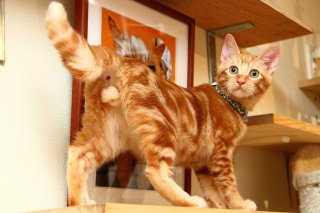 大阪・ジオラマ食堂の“たまたま”はニンゲン慣れの修行中！