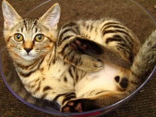 透明ボウルにすっぽり！ かわいい“たまたま”が見えてますよ