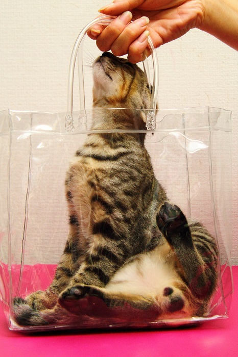 （写真:芳澤ルミ子）