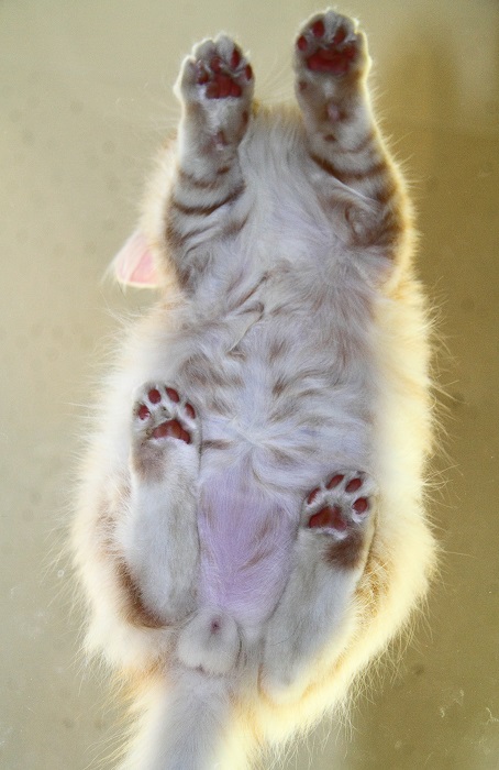 （写真:芳澤ルミ子）