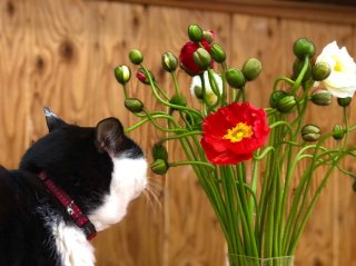 8LOOMロス半端ない…メン花「ポピー」の優しさに包まれたい