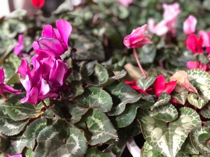 コレあってます？的な感じになってませんか？（C）コクハク