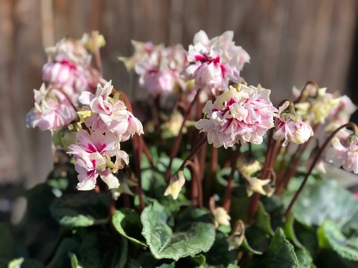 年末のシクラメンお元気かしら（C）コクハク