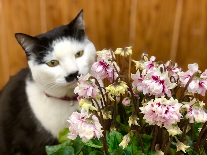 めっちゃキレイや！　Byさぶ店長（C）コクハク