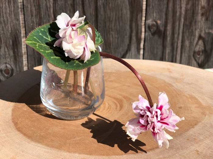 100均のワンショットグラスにチョコっと（C）コクハク