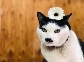 「受験生に贈る花」がんばる人に合格祈願のエールとパワーを