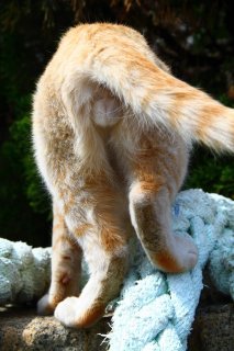 にゃんたまを求め東へ西へ…私の人生にはどんな因縁がー!?