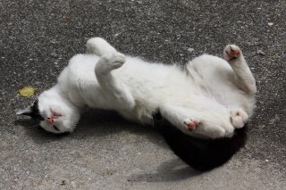 猫吸いしたい！ ふわふわマシュマロ“たまたま”にロックオン