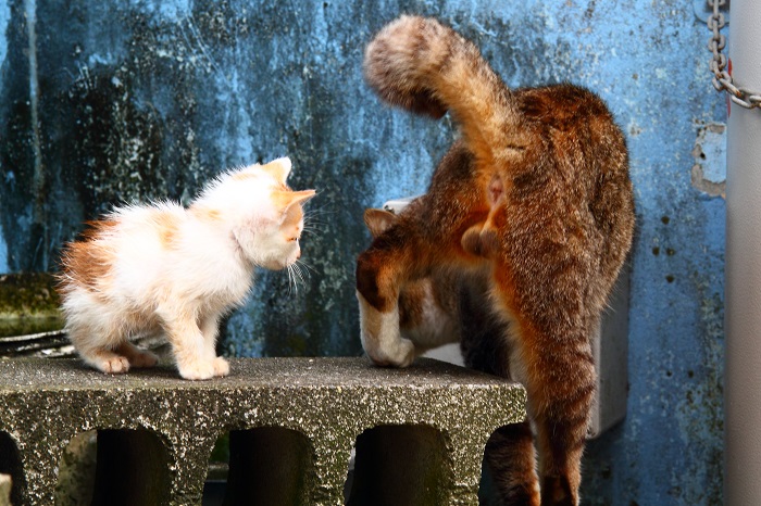 （写真:芳澤ルミ子）