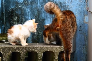 オトナ“たまたま”に釘付け…ちびにゃんたまよ、大志を抱け！