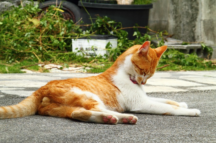 （写真:芳澤ルミ子）