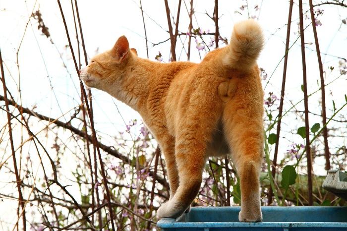 （写真:芳澤ルミ子）