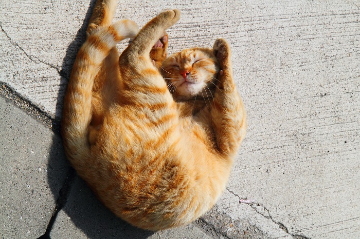 （写真:芳澤ルミ子）