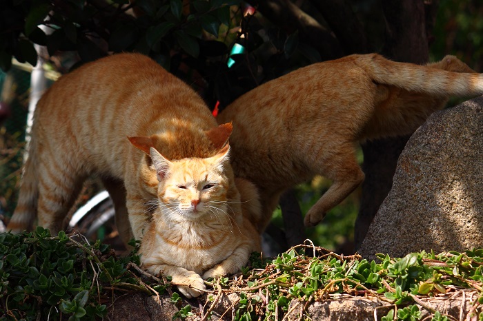 （写真:芳澤ルミ子）