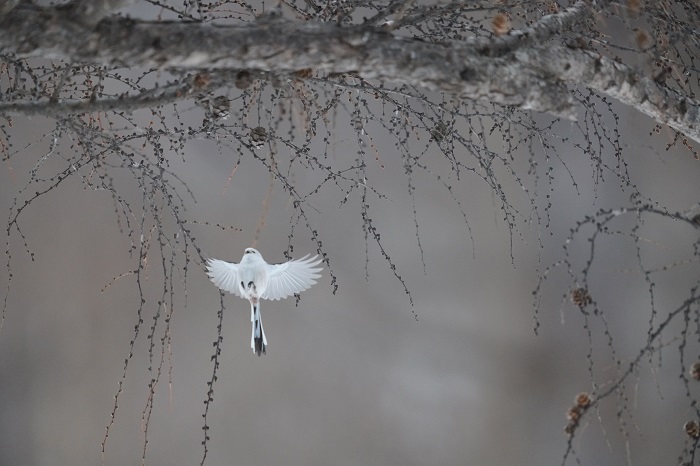 ややこしや（Ｃ）小原玲