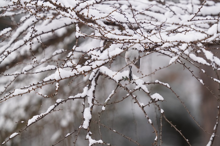 ボクも行けます？（Ｃ）小原玲