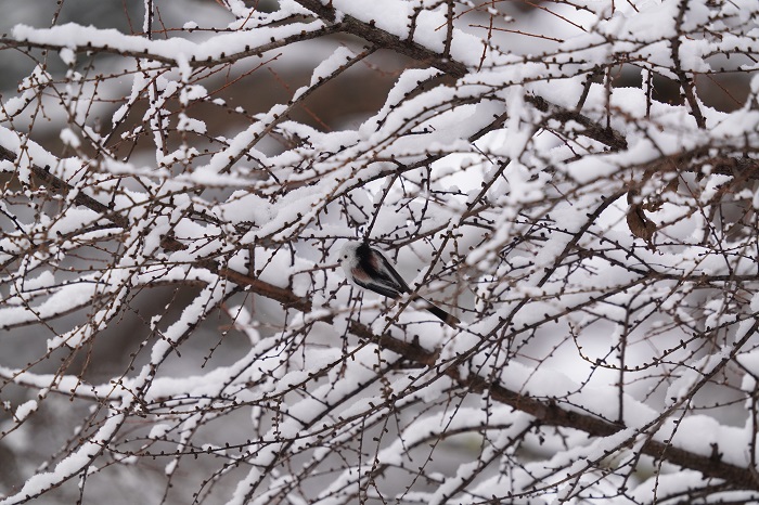 ずいぶん飛んだね（Ｃ）小原玲