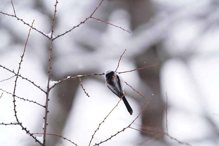 ぷいっ（Ｃ）小原玲