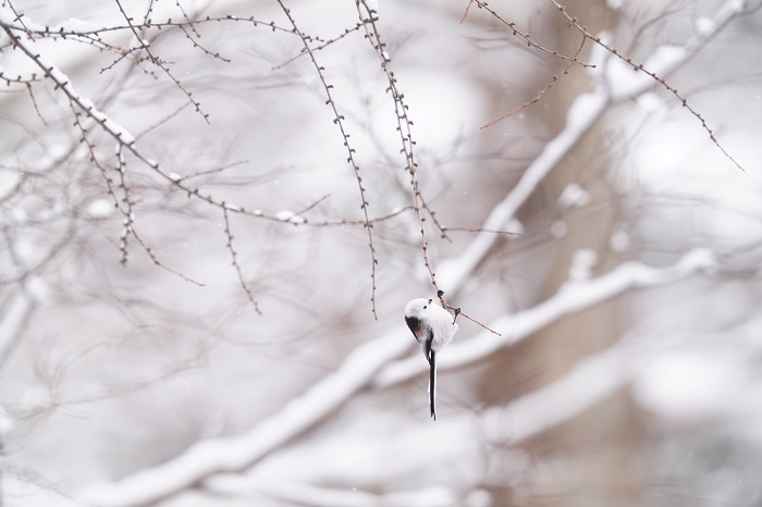 シャンシャンまたね（Ｃ）小原玲