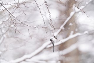 さよならシャンシャン、また会う日まで… 2023.2.22（水）