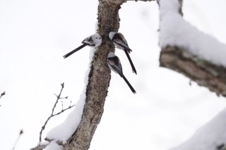 三匹寄れば文殊の知恵 2023.3.1（水）