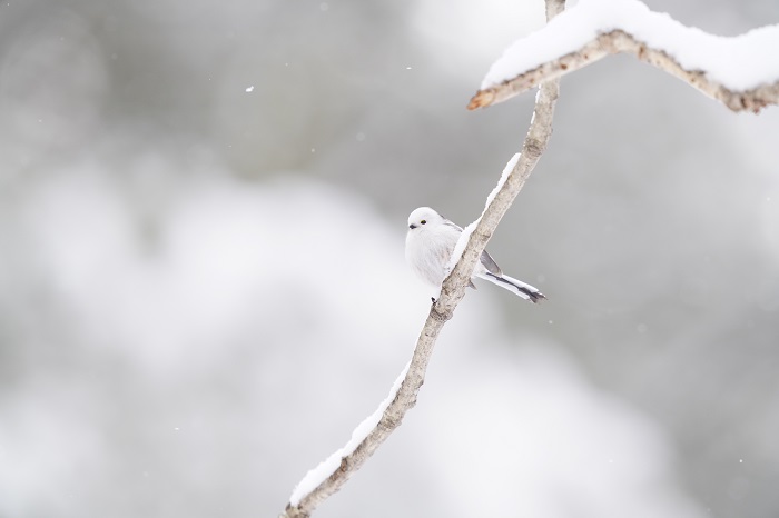 くしゅん！（Ｃ）小原玲