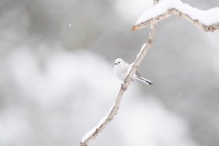 「花粉症の人」「そうじゃない人」の深い溝 2023.3.5（日）
