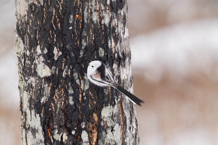 どっちでもいいんだな（Ｃ）小原玲