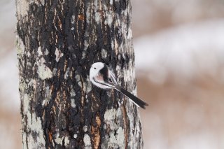 「結婚しなくてもいい時代」に結婚する意味 2023.3.29(水)