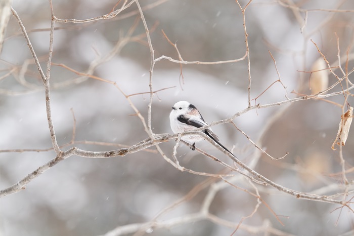 いつかどこかで（Ｃ）小原玲