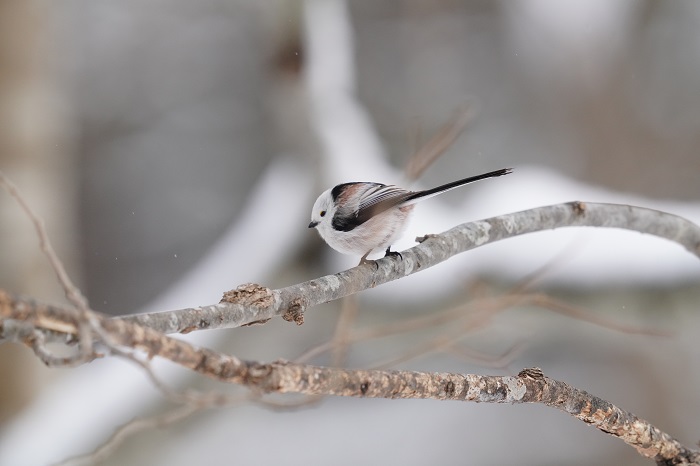 いつも眠たいのどうして？（Ｃ）小原玲