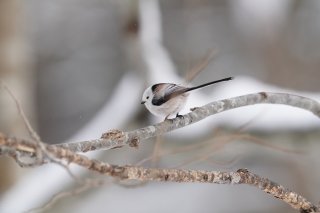 朝に弱いけどショートスリーパーに憧れる 2023.2.26（日）