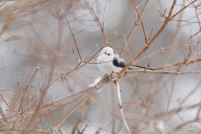 ねえ、聞いてる？（Ｃ）小原玲