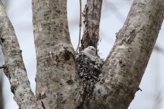 春はもうすぐ!飛び出す準備をしておこうか 2023.3.19(日)