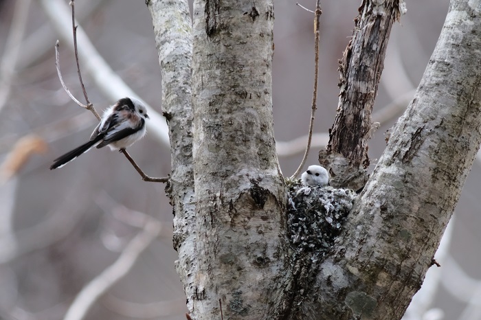 お迎えきたよ（Ｃ）小原玲