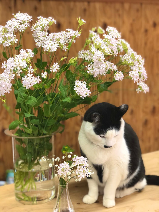 優しいふわふわピンク♡（C）コクハク