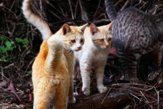 にゃんたま撮影=合法！ プリプリな美少年“たまたま”に大注目