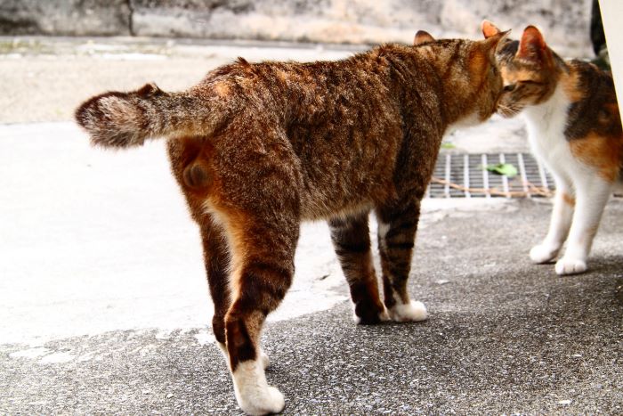 （写真:芳澤ルミ子）