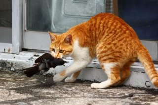 これぞ漢！ワイルド“たまたま”の野性味あふれる表情をパチリ