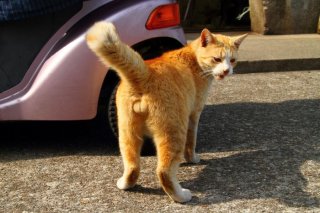 「俺んとこ、来ないか」“たまたま”君のお誘いについて行くと