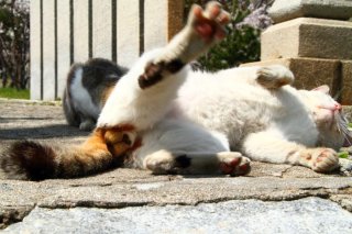 激レアさん!三毛猫“たまたま”のハッピーパワーをおすそわけ