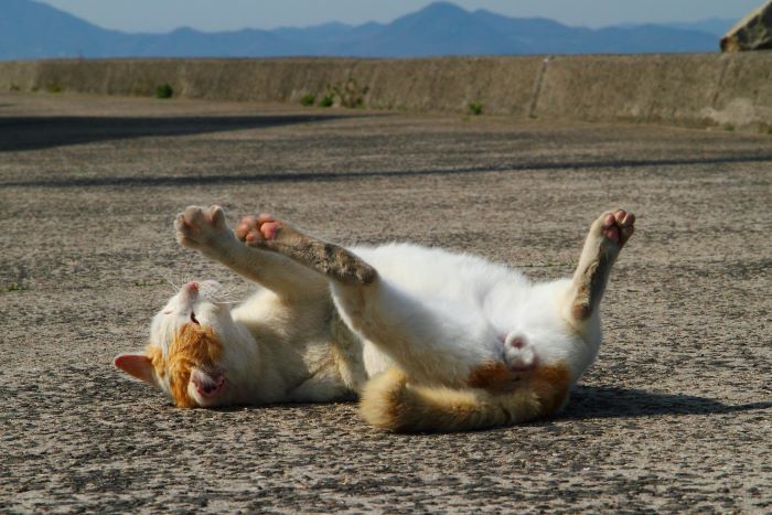 （写真:芳澤ルミ子）
